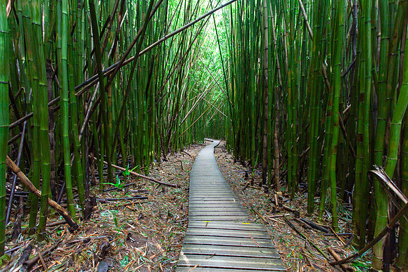 Kipahulu Boardwalk