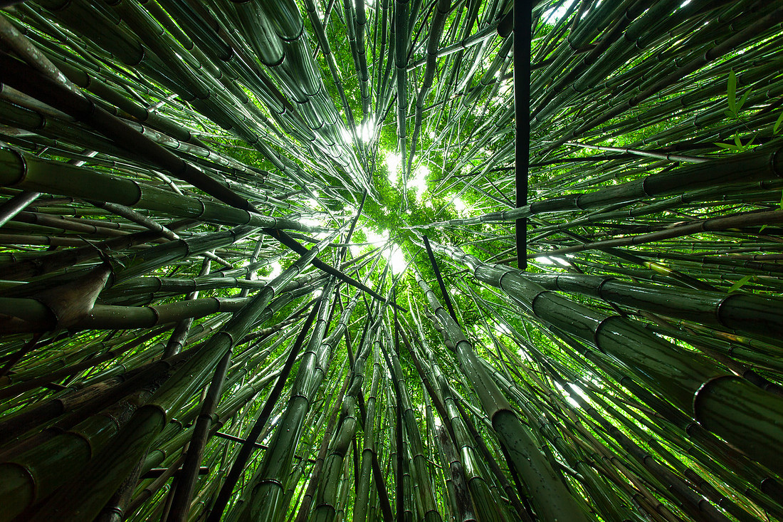 Bamboo Forest