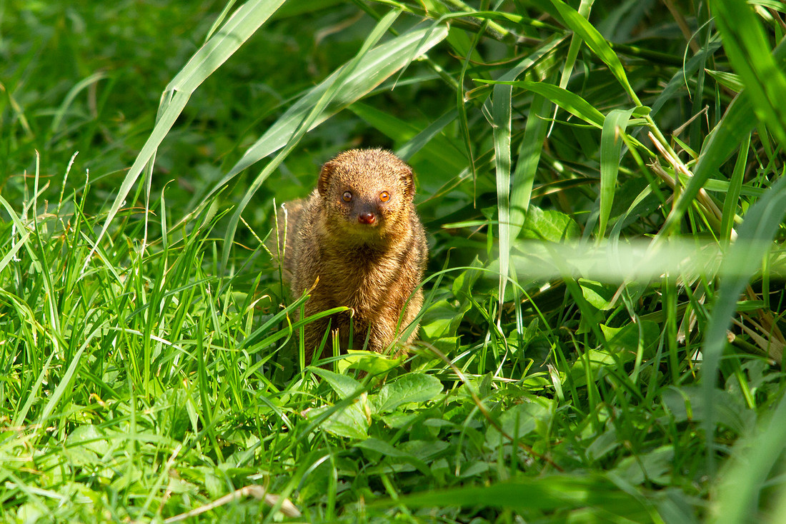 Mongoose