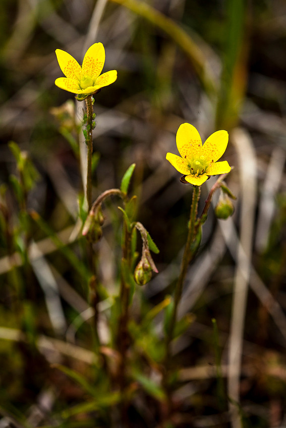 Bog Saxifrage - Saxifraga hirculus
