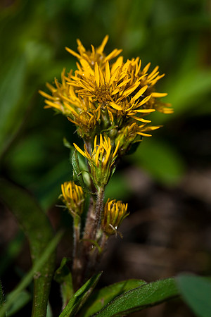 Northern Goldenrod - Solidago multiradiata
