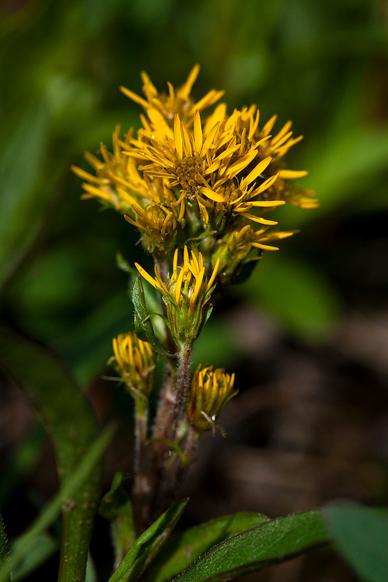 Northern Goldenrod - Solidago multiradiata
