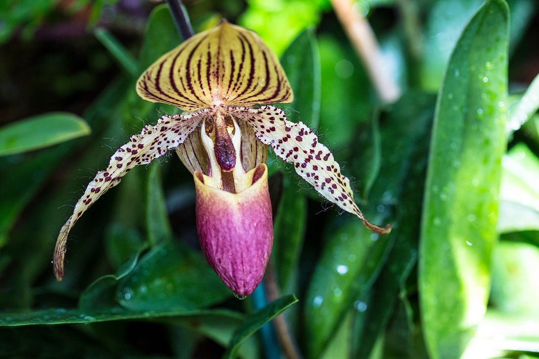 Venus Slipper Orchid - Paphiopedilum De Witt Smith