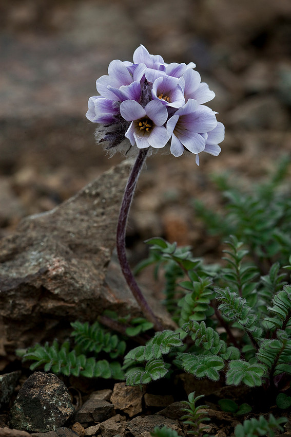 Northern Jacob's Ladder - Polemonium boreale ssp. villosissimum
