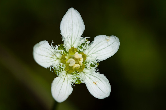 Grass of Parnassus