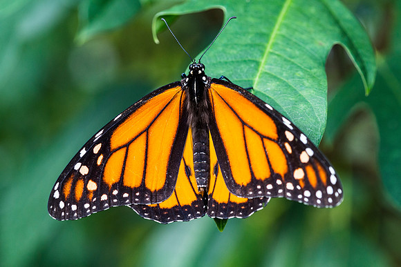 Monarch Butterfly (2) - Danaus plexippus