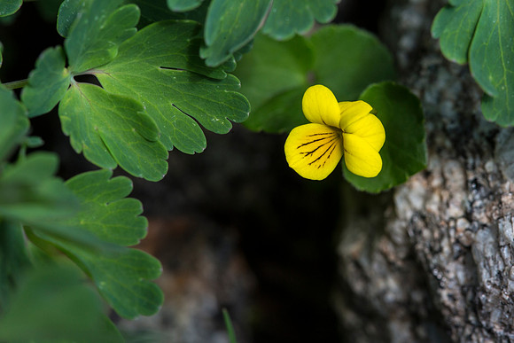 Round-leaved Yellow Violet - Viola orbiculata