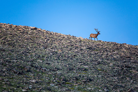 Elk on Sundance Mountain