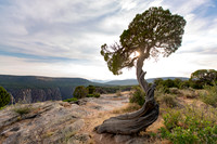 Lone Juniper