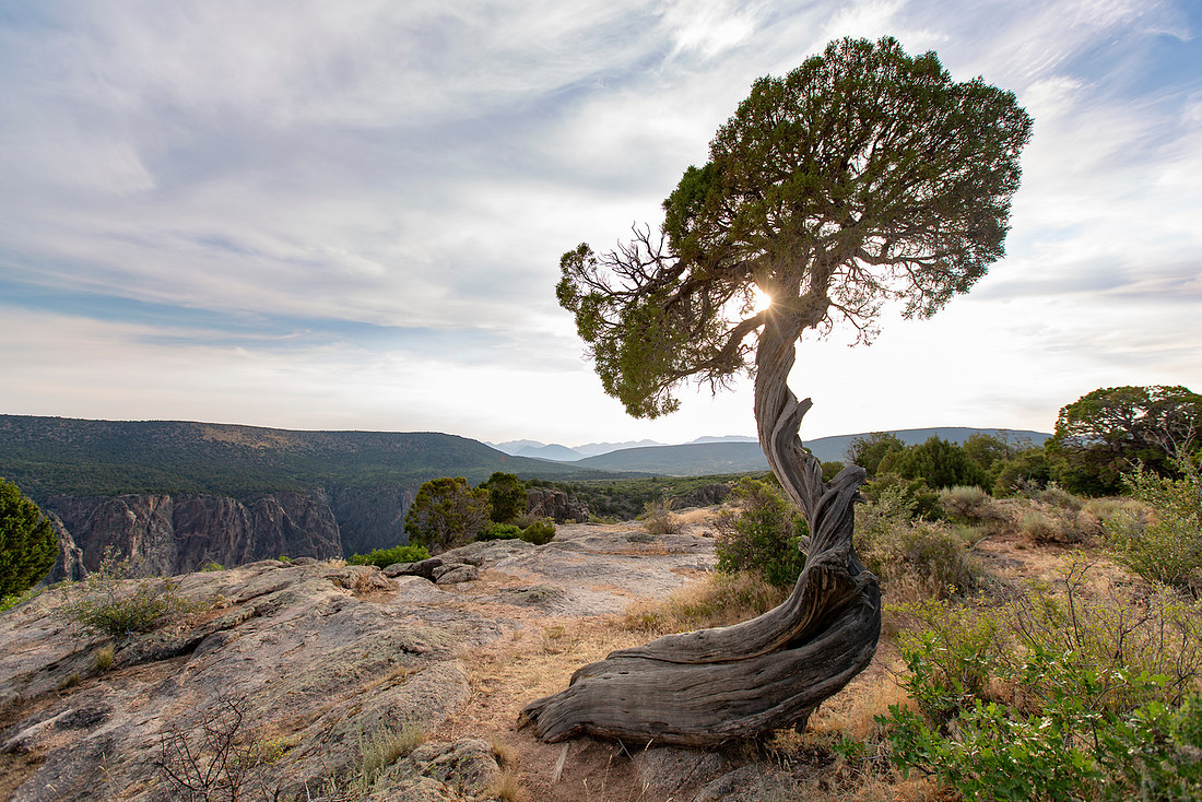 Lone Juniper
