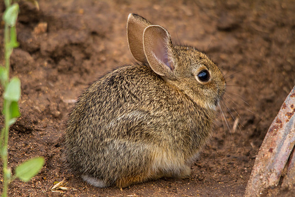 Baby Cotton-tail