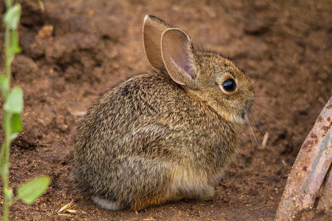 Baby Cotton-tail