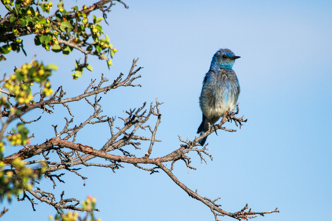 Western Bluebird
