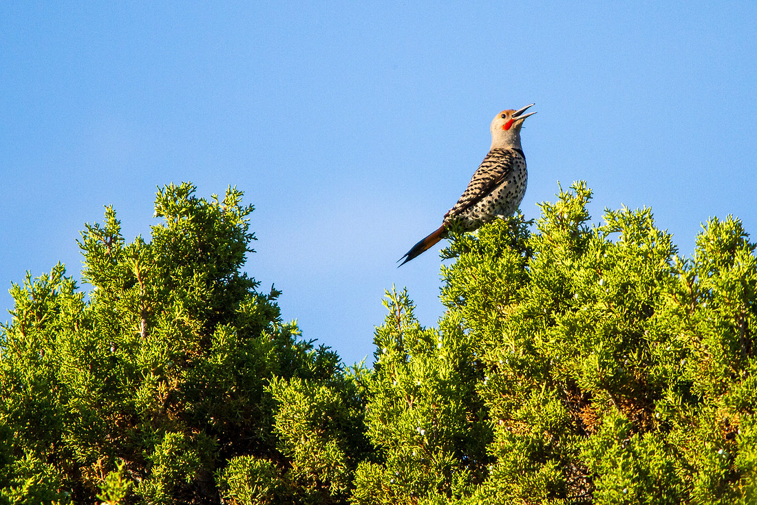Northern Flicker