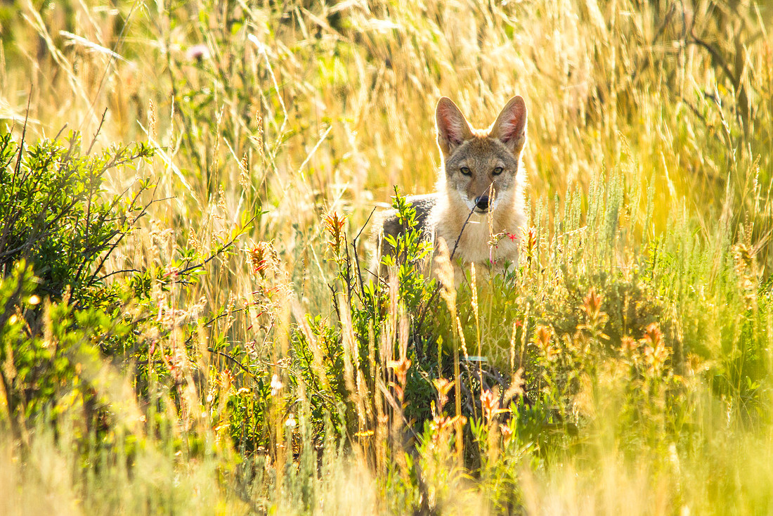The Trickster - Coyote in Black Canyon National Park