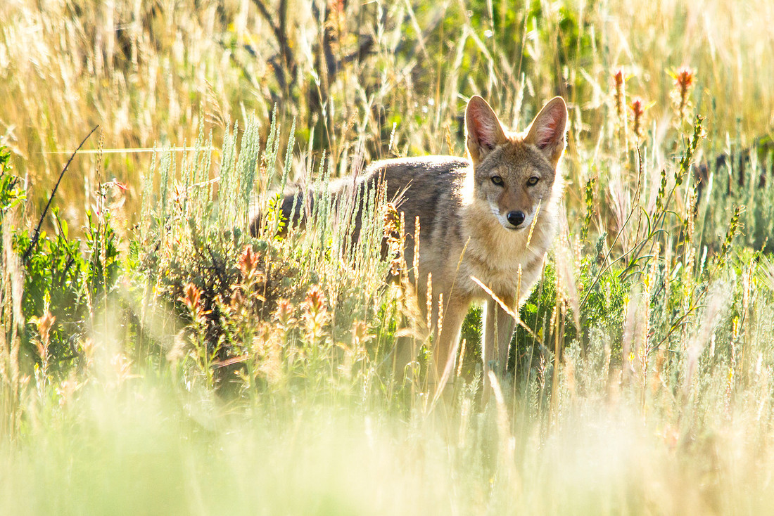 The Trickster - Coyote in Black Canyon National Park (2)