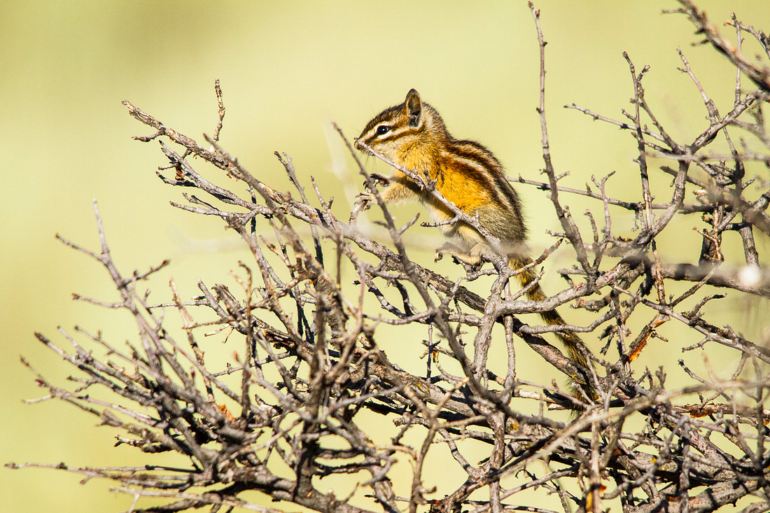 Tree Fort Chipmunk