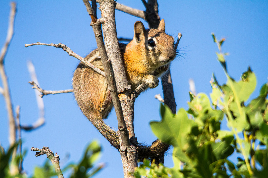 Hanging in the Tree Fort