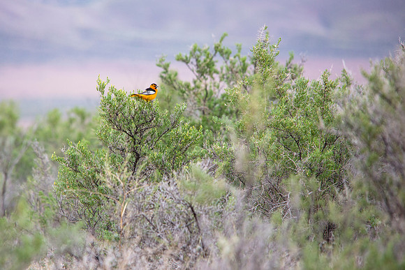 Bullock's Oriole (2)- Icterus bullockii