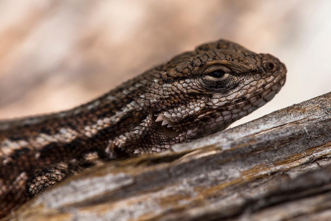 Lizard Profile