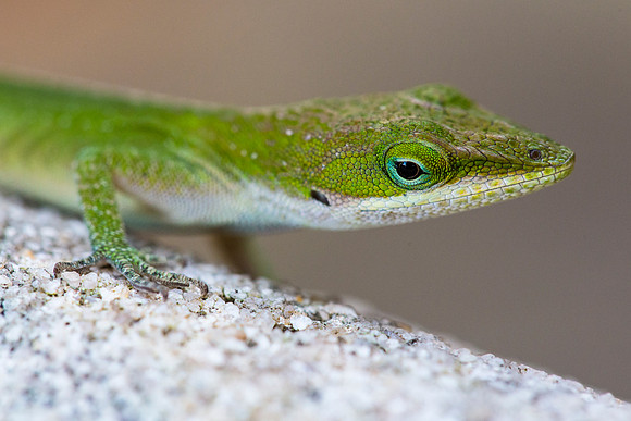 Carolina Anole - Anolis carolinensis