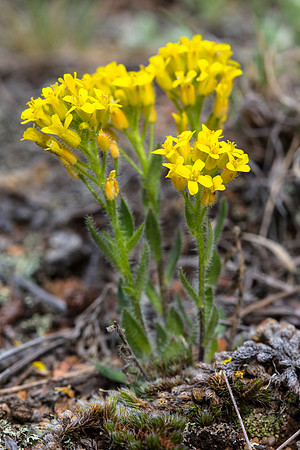 Golden Draba - Draba aurea