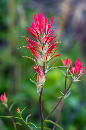 Indian Paintbrush - Castilleja sp