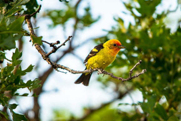 Western Tanager