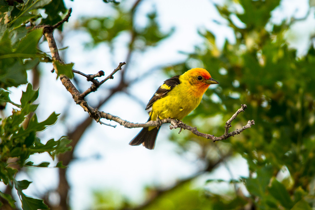 Western Tanager