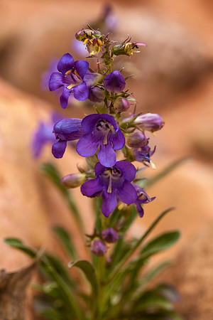 Bluestem Penstamon - Penstemon cyanocaulis