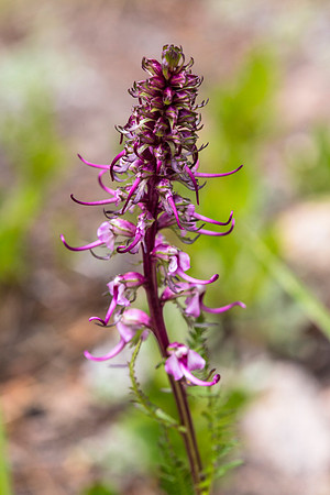Elephant's Head Lousewort - Pedicularis groenlandica