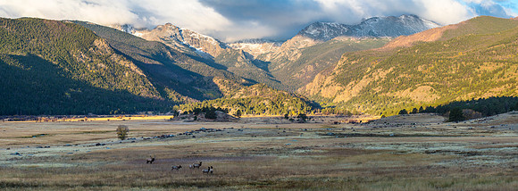 Elk in Moraine Park
