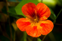 Nastercium