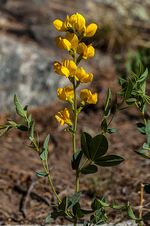 Golden Banner - Thermopsis divaricarpa