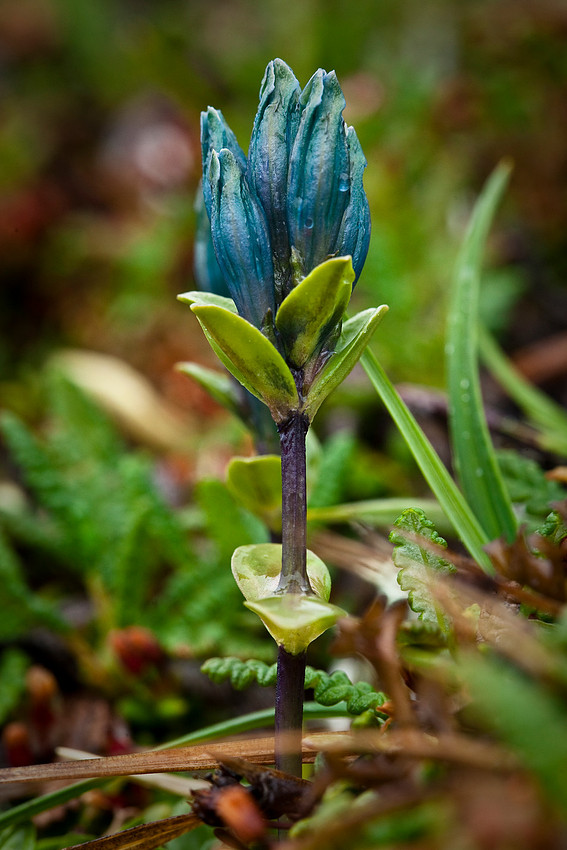 Glacous Gentian - Gentiana glauca