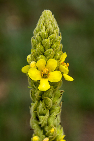 Common Mullein - Verbascum thapsus