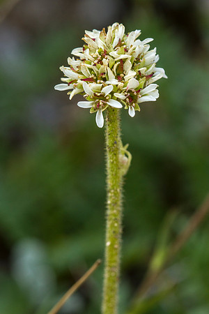 Snowball Saxifrage - Saxifraga rhomboidea