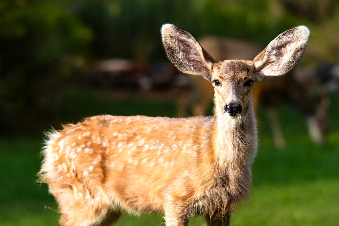 Mule deer fawn