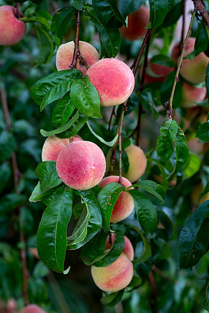 Fruita Peaches