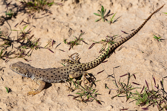 Leopard Lizard - Gambelia wislizenii