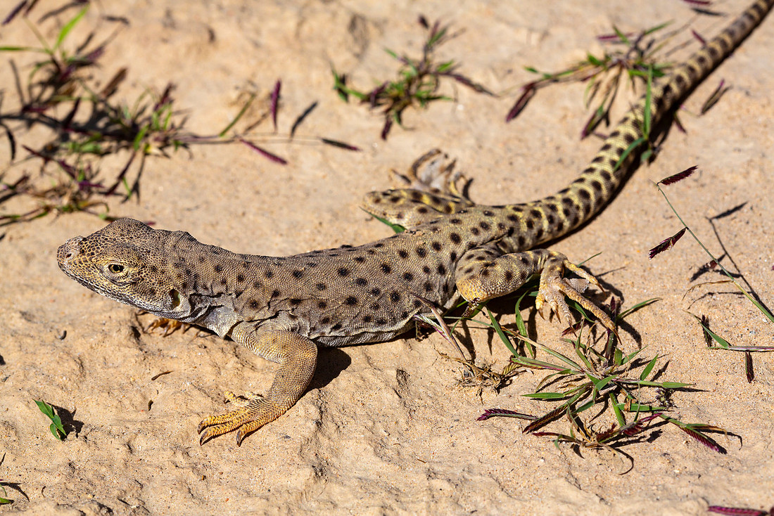 Leopard Lizard Body - Gambelia wislizenii