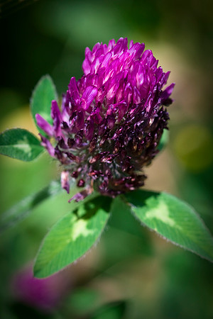 Red Clover