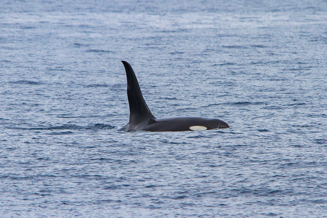 Male Orca