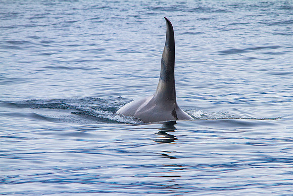 Male Orca (2)