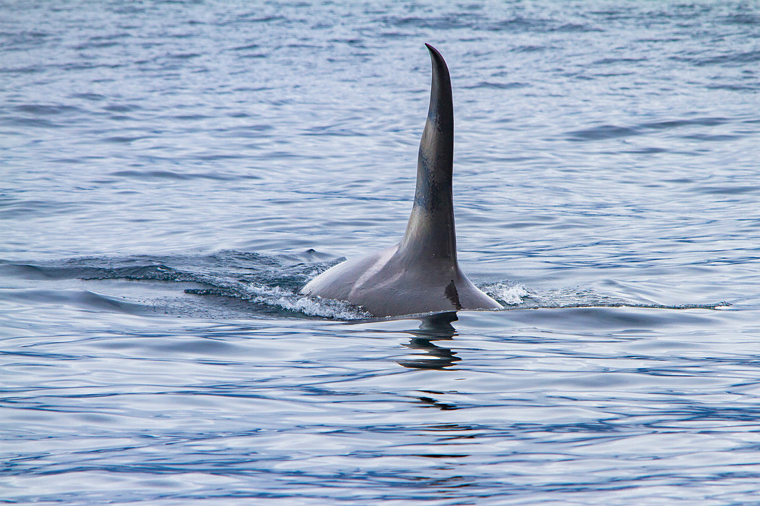 Male Orca (2)
