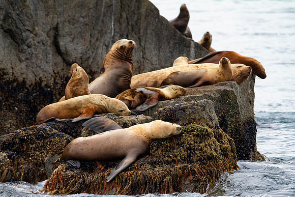 Stellars Sea Lions
