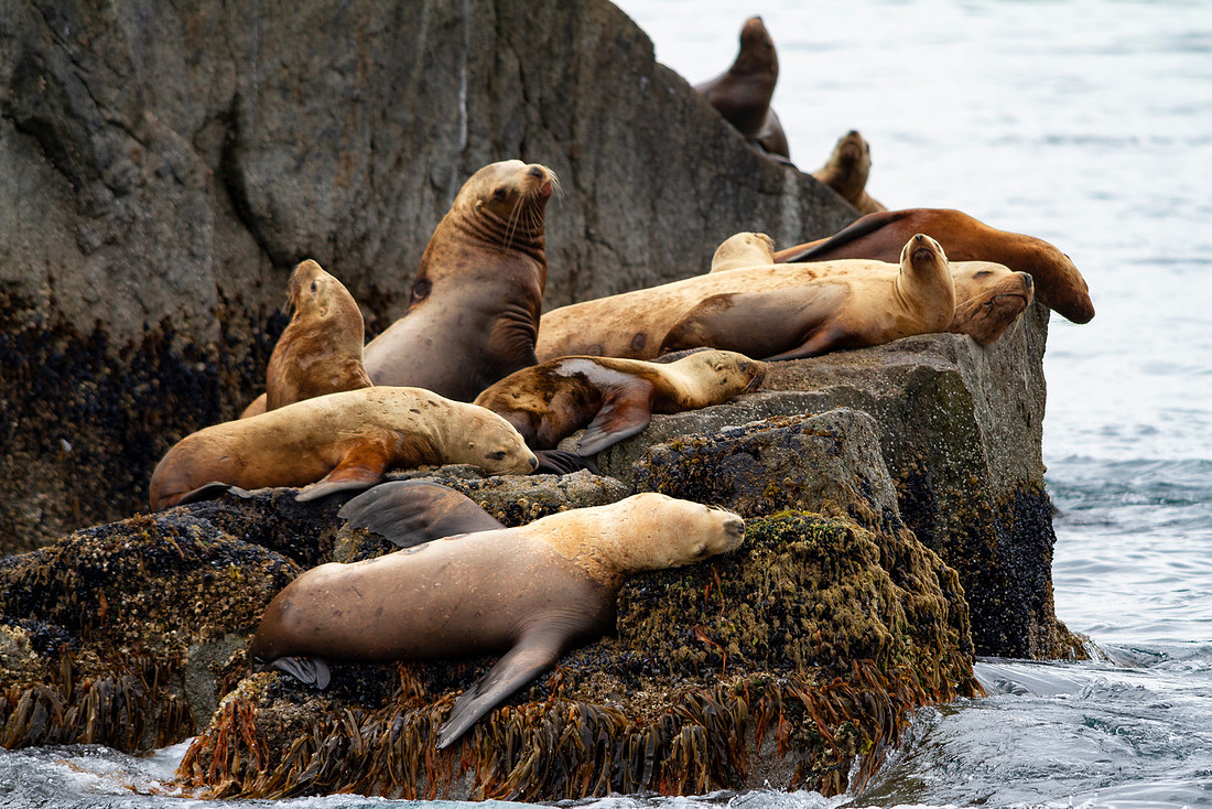 Stellars Sea Lions