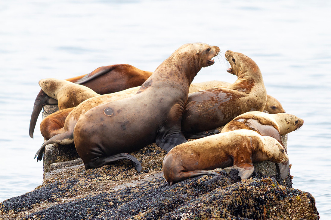 Stellars Sea Lions (2)
