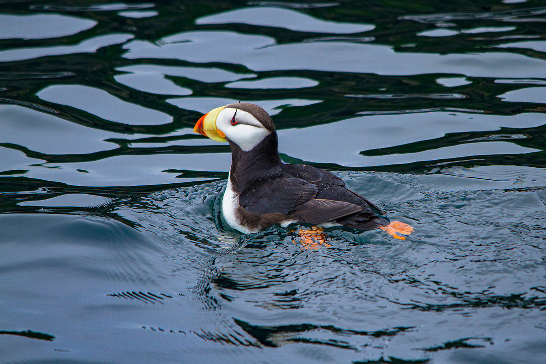 Horned Puffin