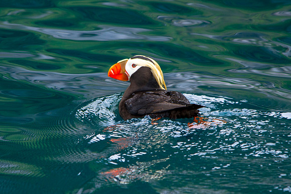 Tufted Puffin